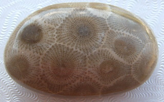 Image 0 of  Petoskey Stone Specimen Fossil Coral Michigan Nice BJs No. 4