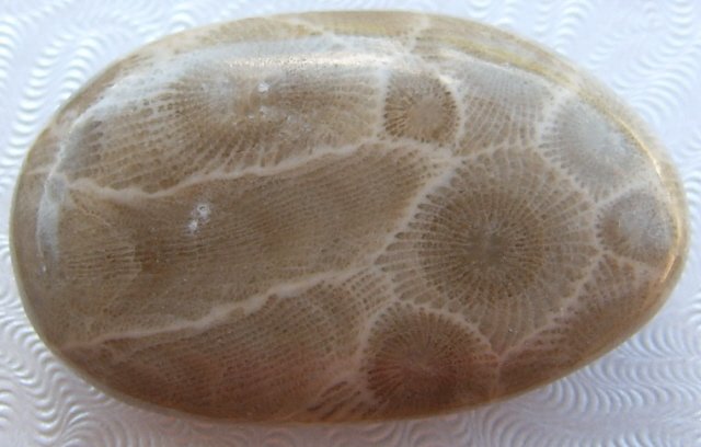 Image 1 of  Petoskey Stone Specimen Fossil Coral Michigan Nice BJs No. 4