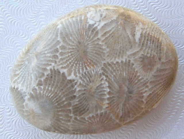 Image 0 of  Petoskey Stone Specimen Fossil Coral Michigan Nice BJs No. 1