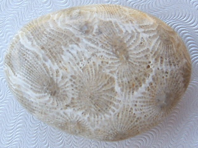 Image 1 of  Petoskey Stone Specimen Fossil Coral Michigan Nice BJs No. 1