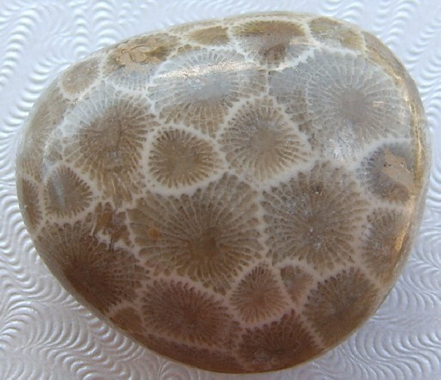 Image 0 of  Petoskey Stone Specimen Fossil Coral Michigan Nice BJs