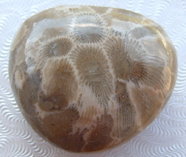 Image 1 of  Petoskey Stone Specimen Fossil Coral Michigan Nice BJs