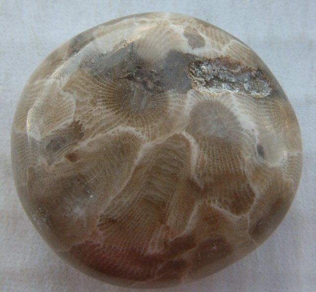 Image 1 of  Petoskey Stone Specimen Fossil Coral Michigan Nice BJs No. 11