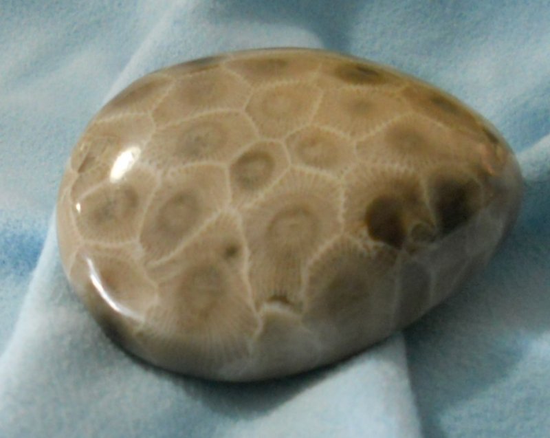 Image 1 of  Petoskey Stone Specimen Fossil Coral Michigan Mi BJs No 33 - SOLD