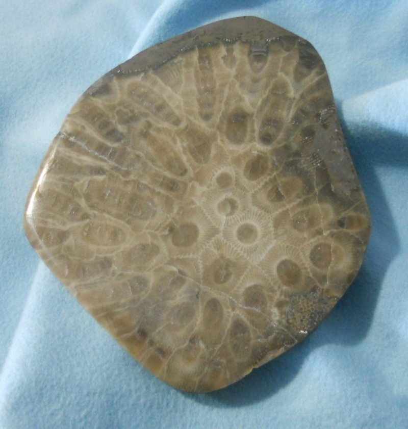 Petoskey stone specimen