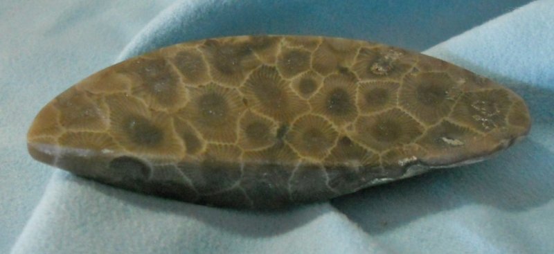 Petoskey stone speciman