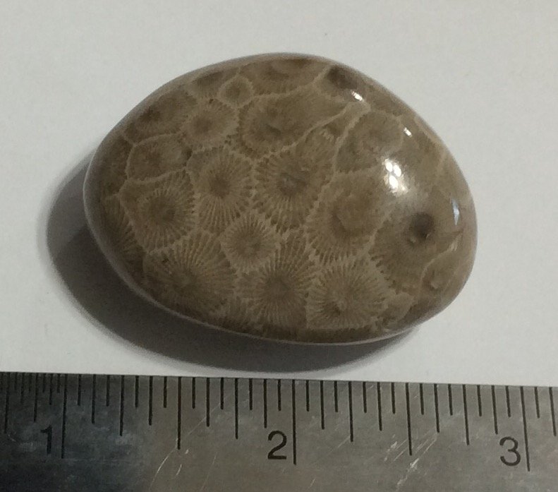 Michigan state stone.  Fossil