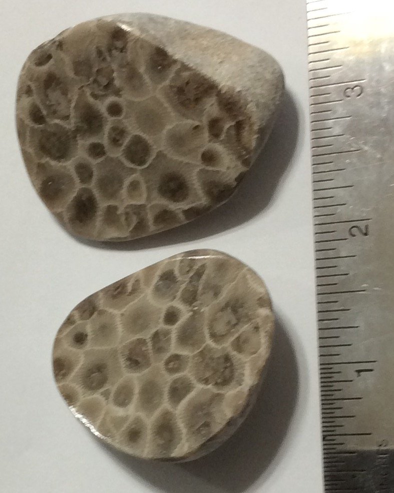 Pair Petoskey Stone Speciman Fossil Coral Michigan BJs 35