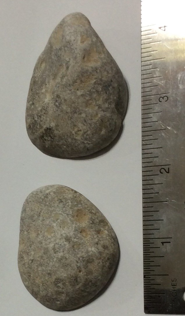 Image 1 of Pair Petoskey Stone Speciman Fossil Coral Michigan BJs 35