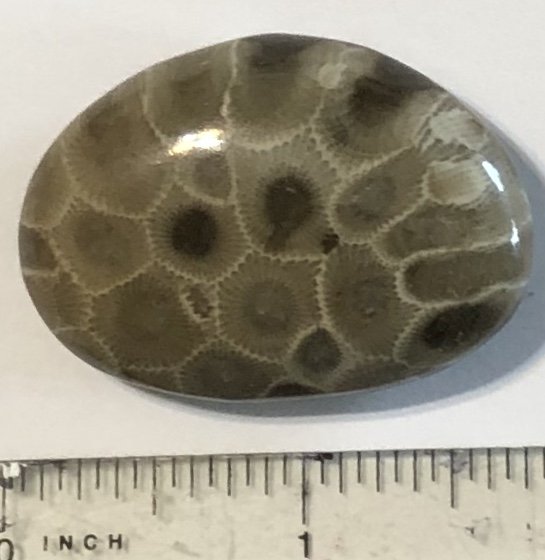  Petoskey Stone Specimen Fossil Coral Michigan Mi BJs No 46