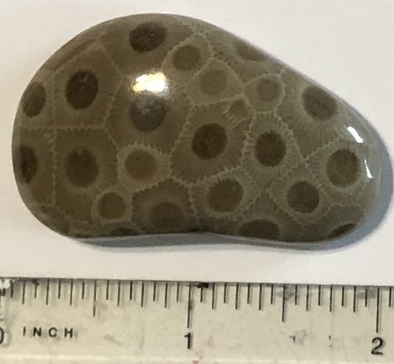 Polished Petoskey stone