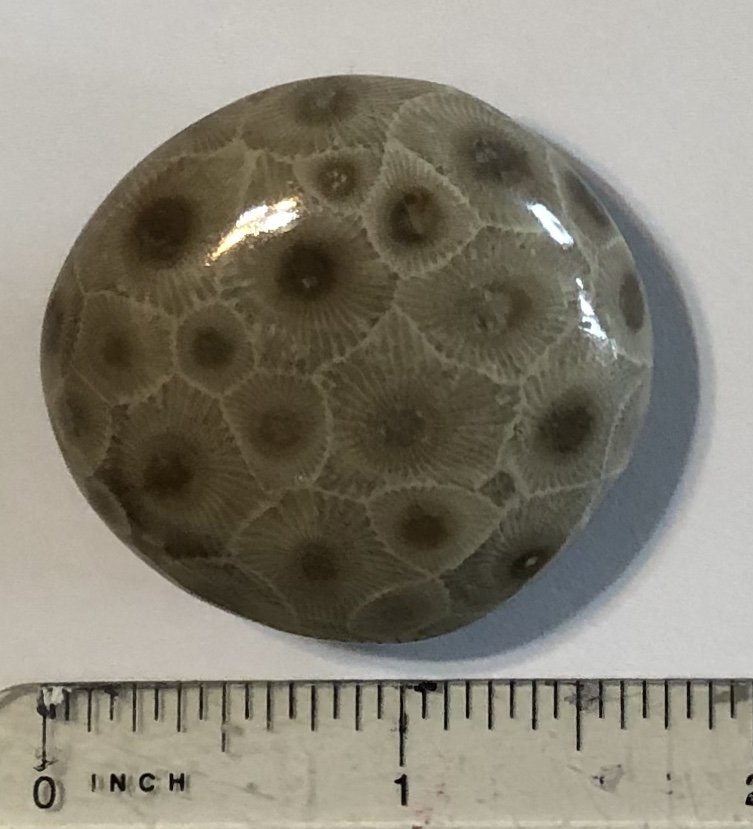  Petoskey Stone Specimen Fossil Coral Michigan Mi BJs No 49