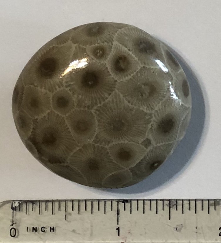 Polished Petoskey Stone