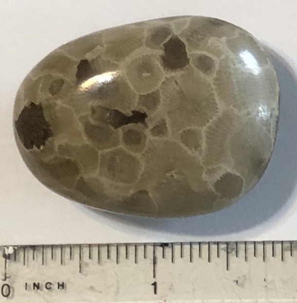 Petoskey Stone