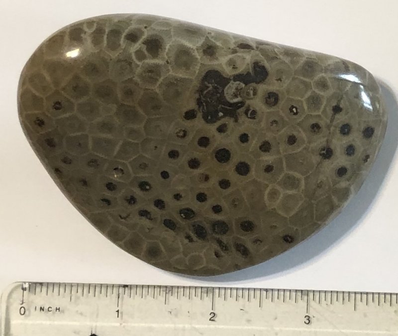  Petoskey Stone Specimen Fossil Coral Michigan Mi BJs No 52