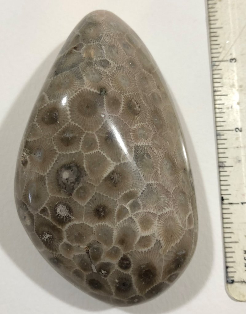 Polished Petoskey stone.  A nice specimen of Michigan State stone.