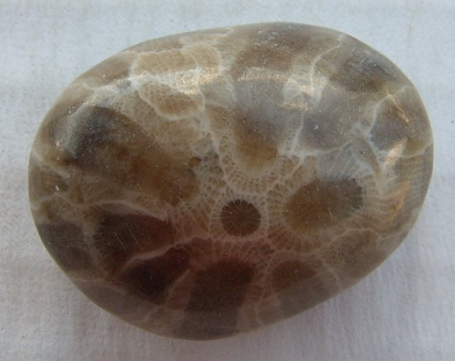 Petoskey stone back
