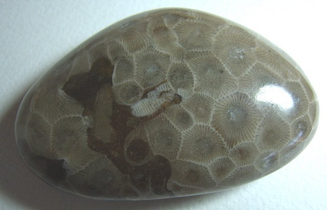 Image 0 of  Petoskey Stone Speciman Fossil Coral Michigan Nice BJs