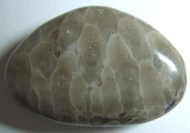 Image 1 of  Petoskey Stone Speciman Fossil Coral Michigan Nice BJs