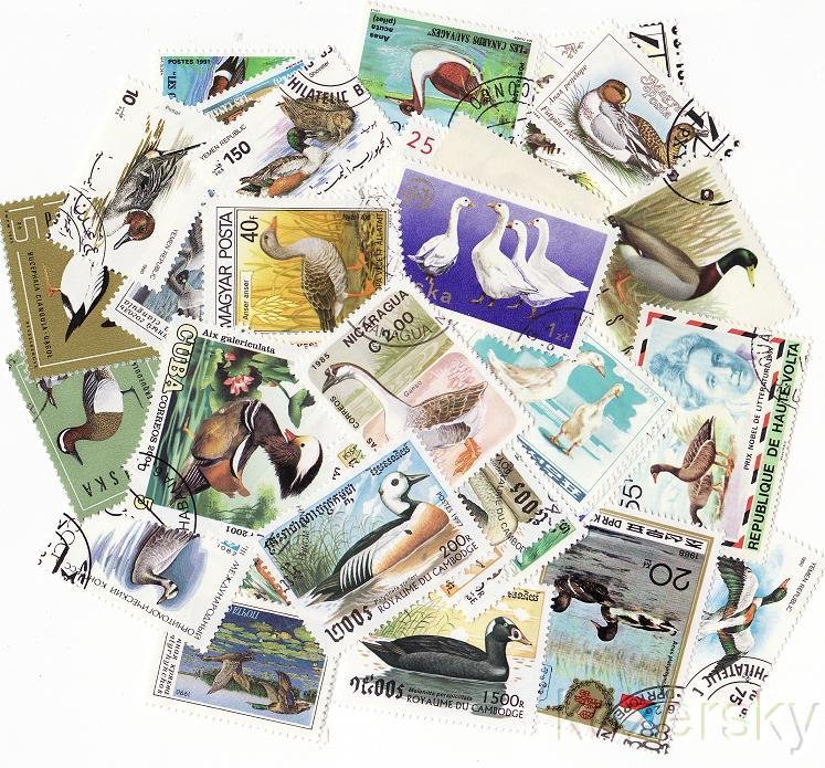 Ducks on Stamps, Topical Stamp Packet, 25 different stamps.
