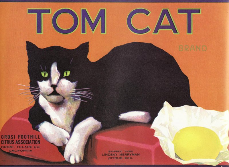 Tom Cat Lemon Crate Label Print
