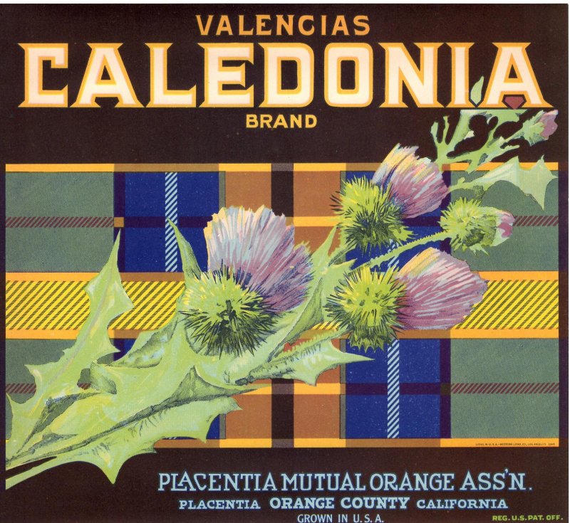 Caledonia Brand Valencia Orange Crate Label