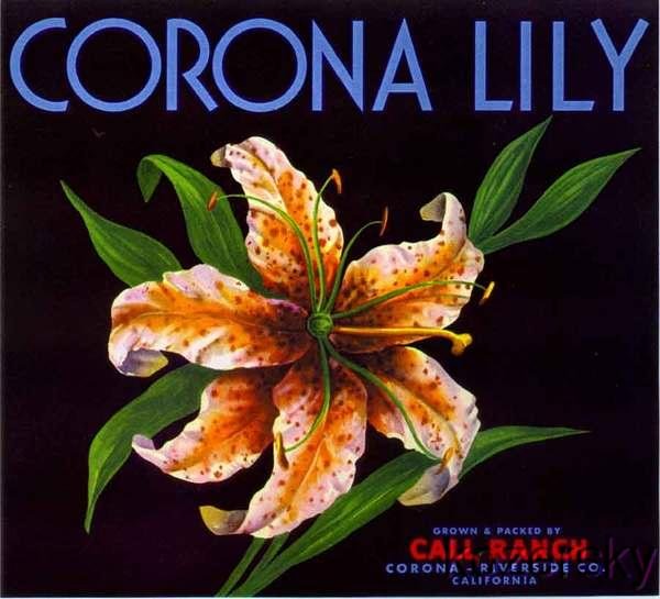 Corona Lily Brand Orange Crate Label