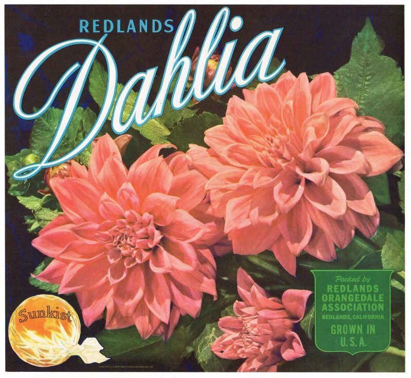 Dahlia Brand Sunkist Orange Crate Label